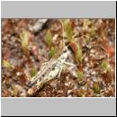 Myrmeleotettix maculatus - Gefleckte Keulenschrecke 16 Teverener Heide.jpg